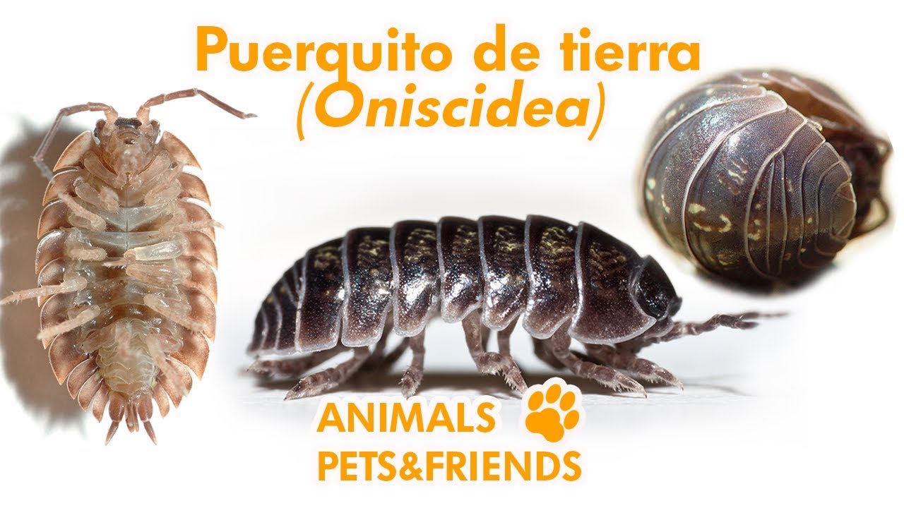 Cosas que no sabías del Puerquito de tierra (Oniscidea) - Animals pets & friends