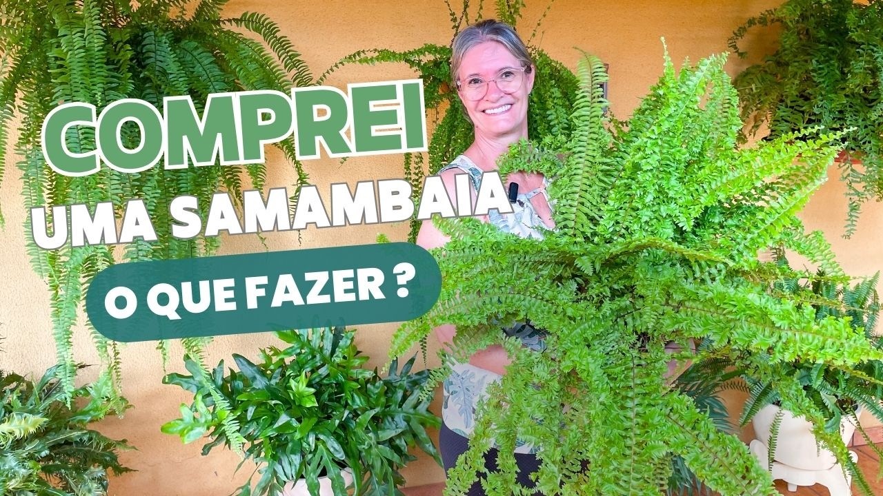 O MELHOR Jeito de Cultivar SAMAMBAIAS em Casa