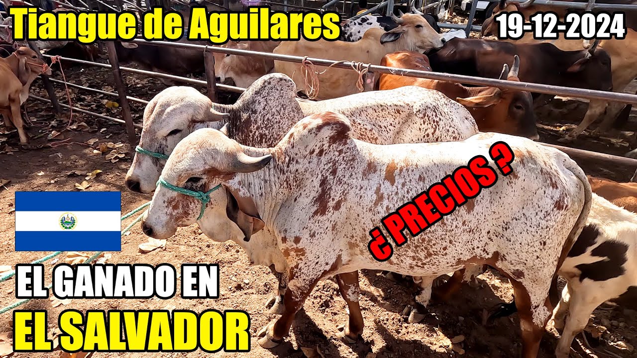 ESTE ES EL PRECIO DEL GANADO EN EL SALVADOR 😱 TIANGUE DE AGUILARES