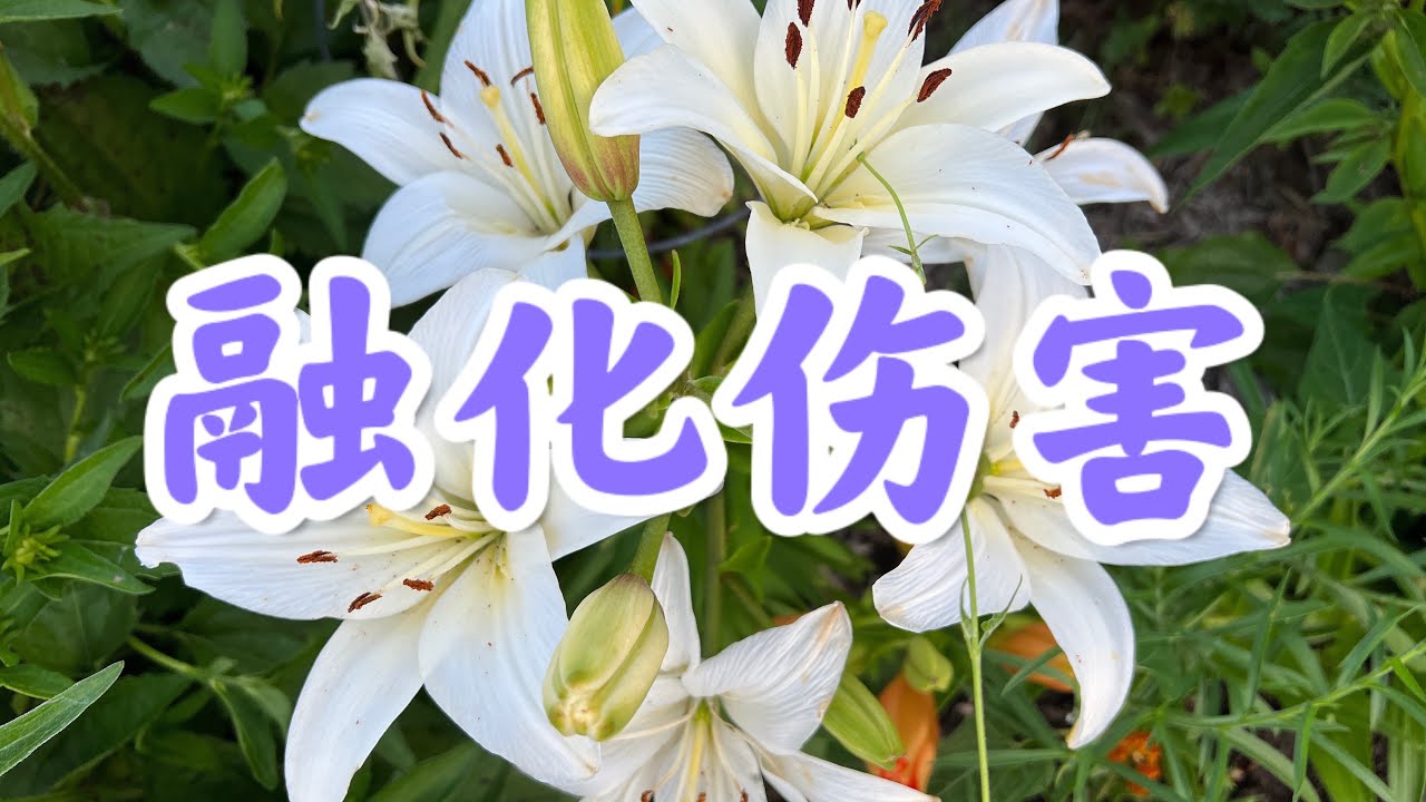 《融化伤害》敬拜赞美诗歌Hymn Music & Worship Music