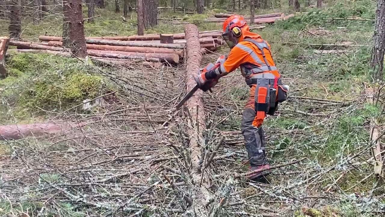 Grunden till en bra kvistnings teknik av trädstam. The basis for good limbing technique.