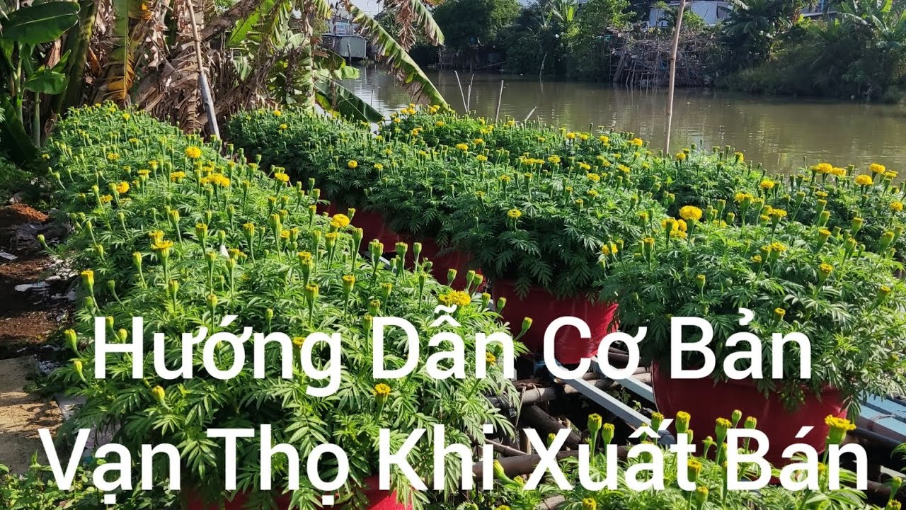 Hướng Dẫn Cơ Bản Khi Xuất Bán Vạn Thọ 