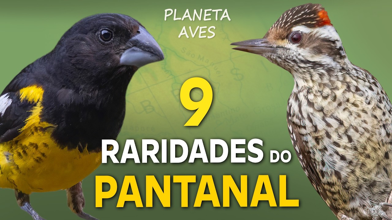 9 AVES FANTASMAS do PANTANAL! As Raridades do Bioma!
