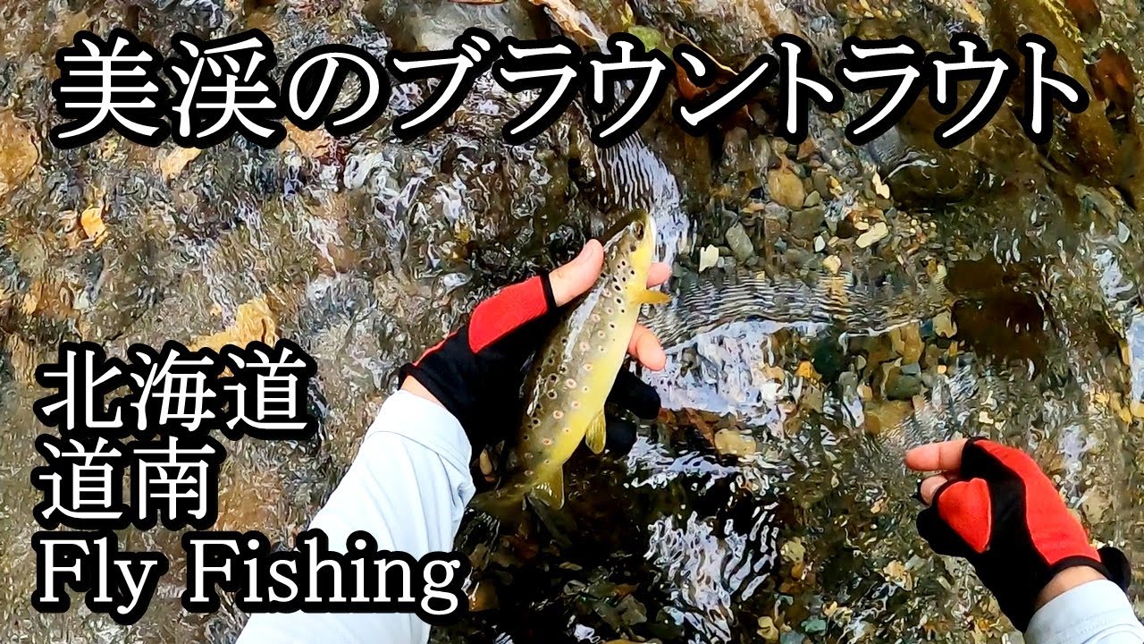 道南・美渓のブラウントラウト【 北海道 フライフィッシング 釣り 】