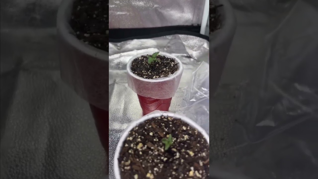Veg week 3 of weed plants is here!🌱 Overwatering can't stop us💧Progress update time🌿🚀 #WeedVeg
