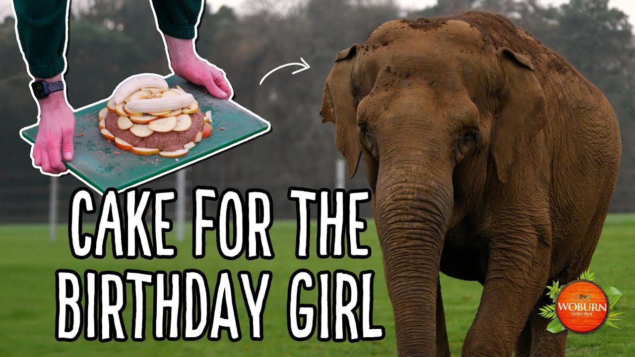 It's a birthday bash for elephant Yu-Zin! 🎉🐘