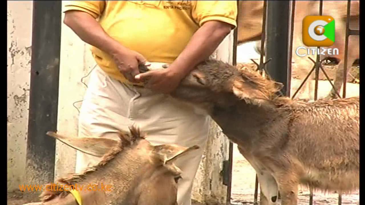 Visit The Lamu Donkey Clinic