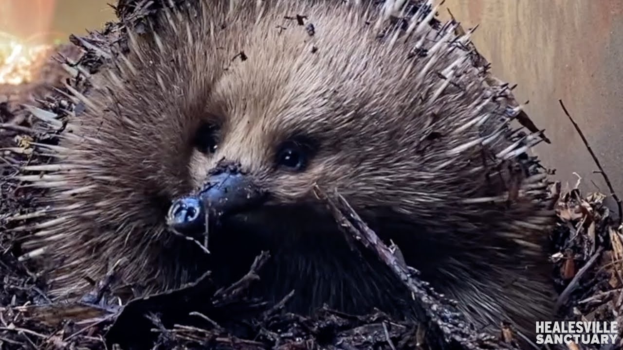Suns out tongues out for echidnas