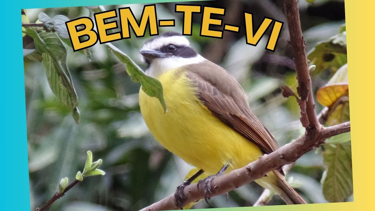 BEM-TE-VI, LINDAS FOTOS #fotonatureza #birdphotos #naturephoto
