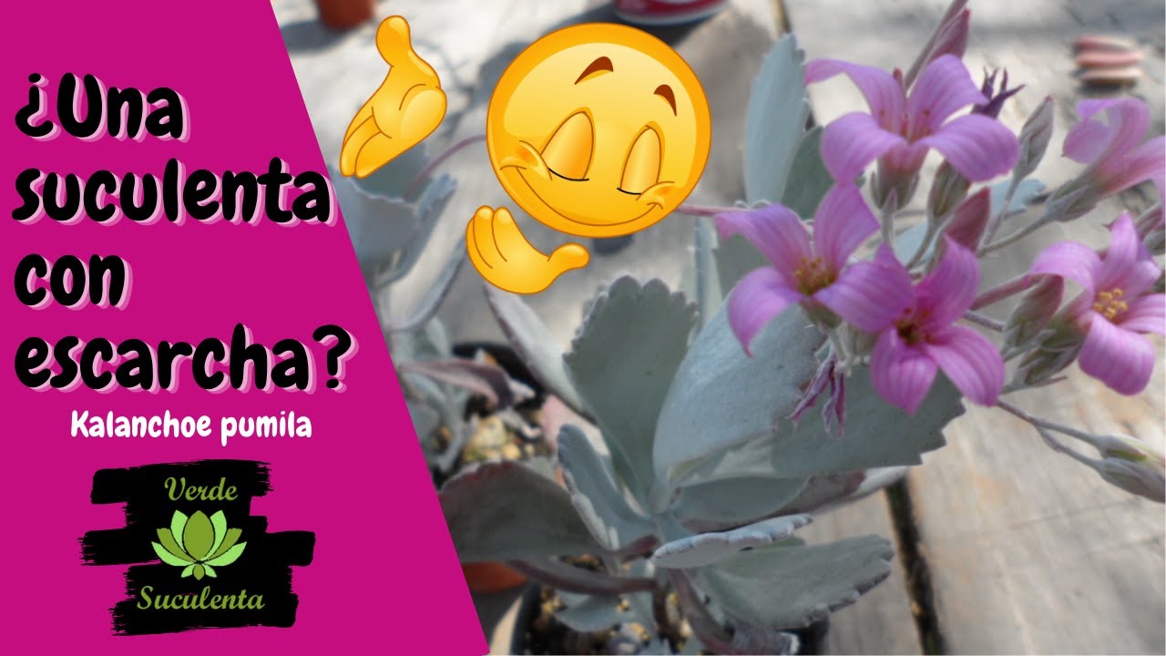 KALANCHOE pumila, una suculenta que resalta.