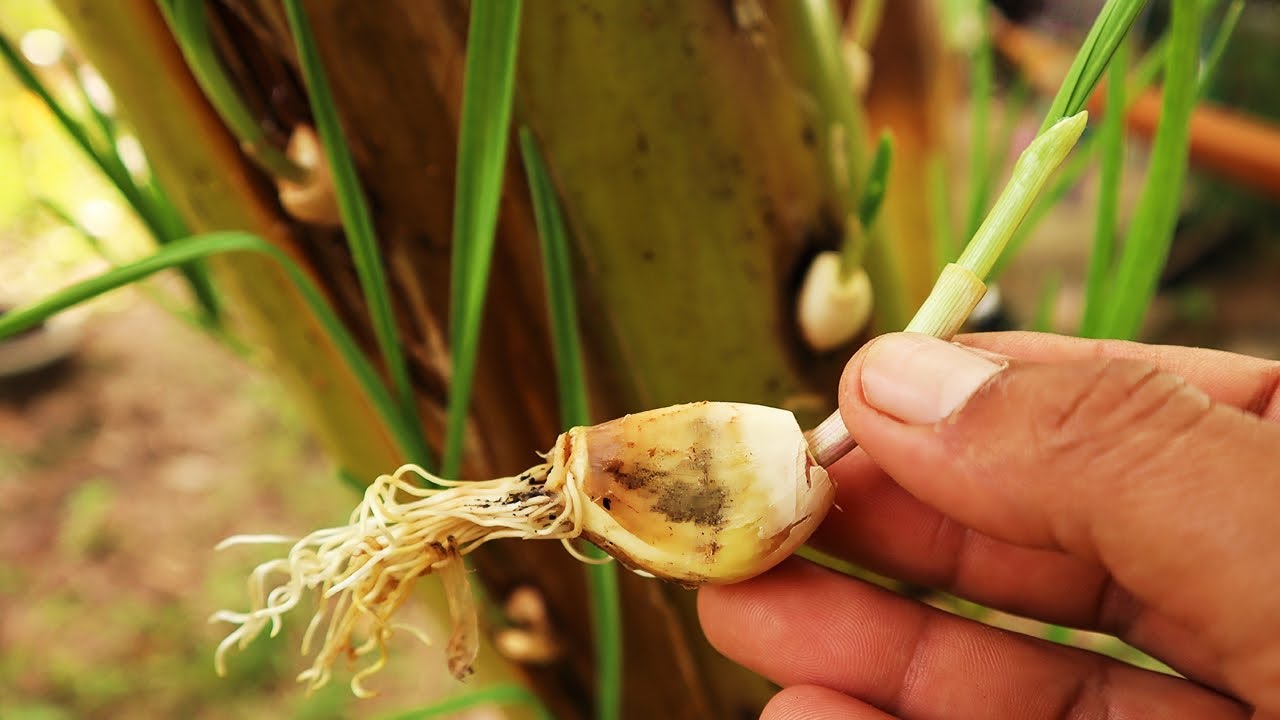 How to Grow Garlic on a Banana Plant Without Soil