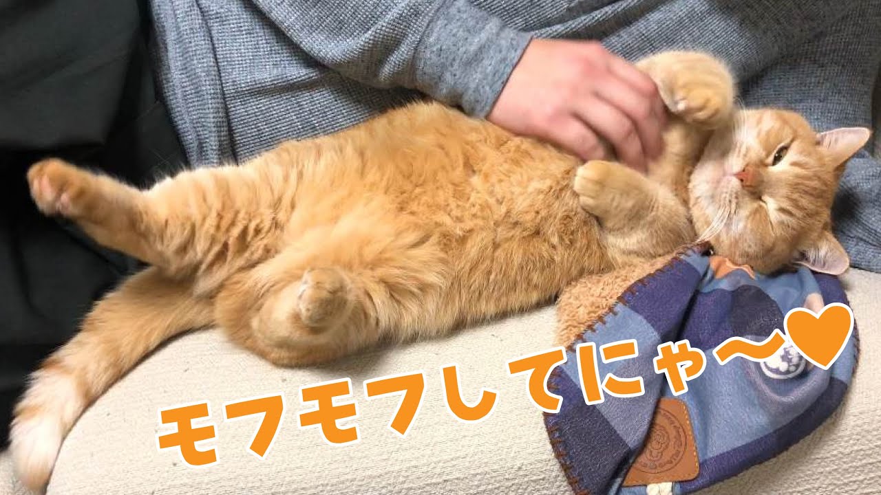 ご飯よりもぐーたらするのが好きな短足マンチカンがもはや赤ちゃんにしか見えない！