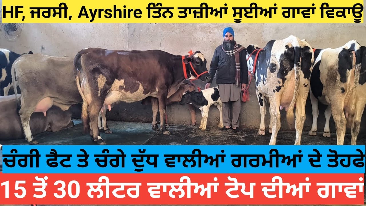 15 ਤੋਂ 30 ਲੀਟਰ ਵਾਲੀਆਂ ਤਾਜ਼ੀਆਂ ਸੂਈਆਂ ਤਿੰਨ ਗਾਵਾਂ ਵਿਕਾਊ