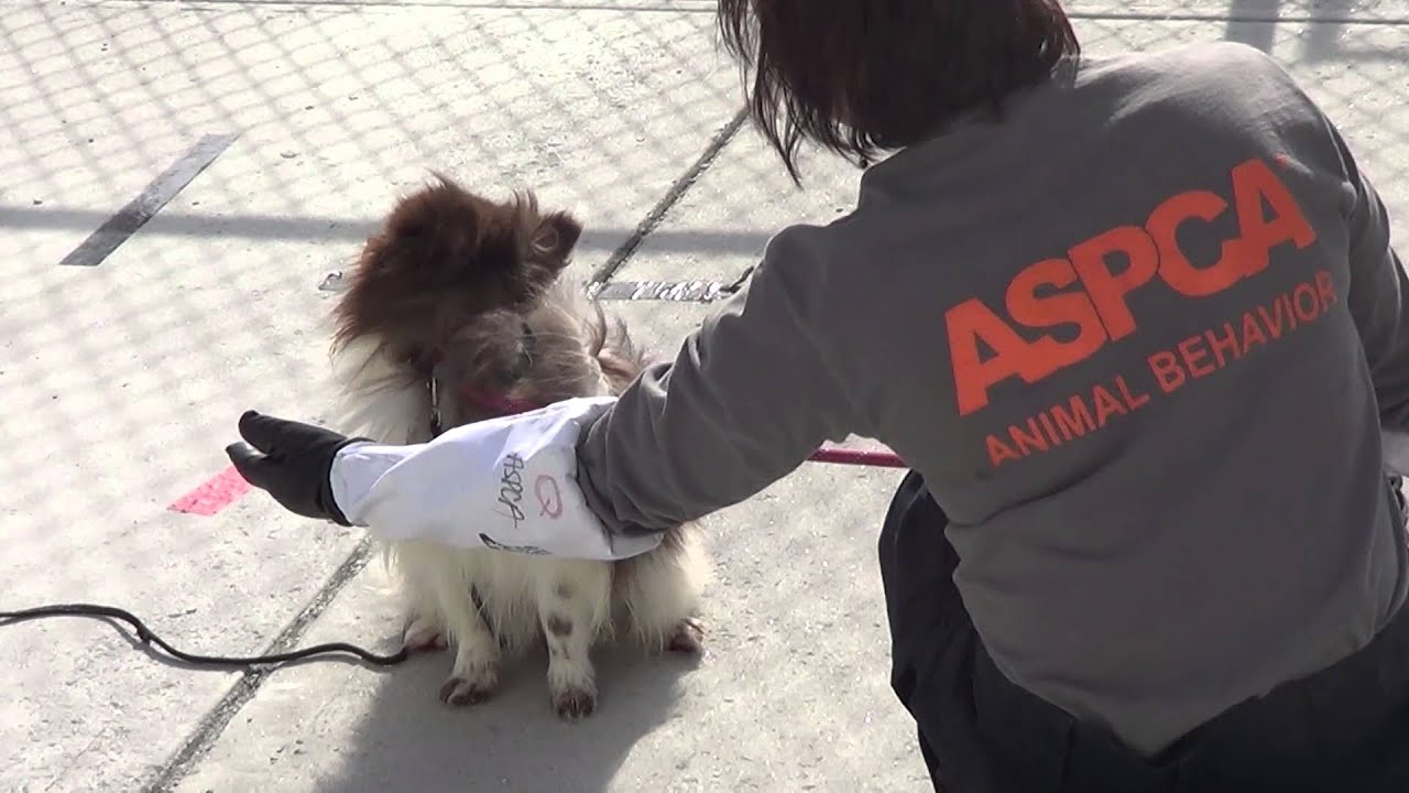 Resilient Pup Muenster Recovers at ASPCA Rehabilitation Center