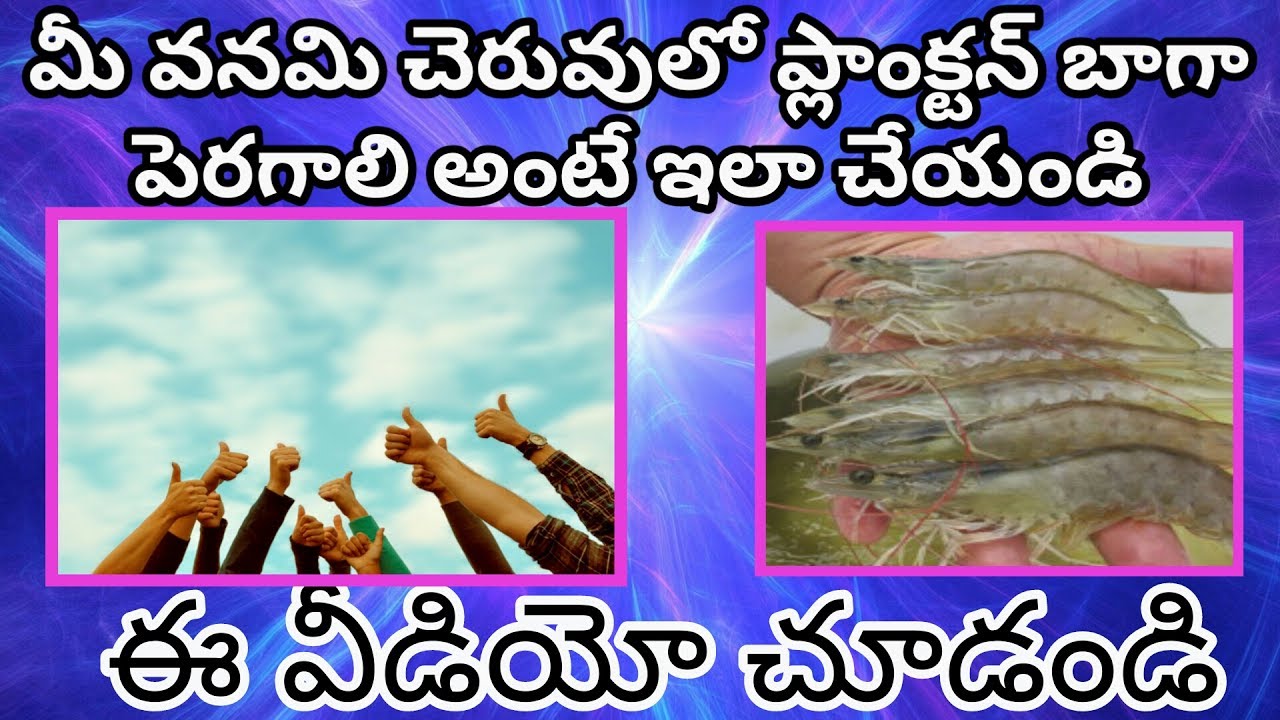 how to increase plankton in the vannami tanks