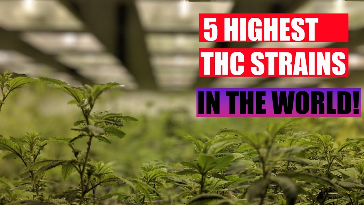 5 Highest THC Strains in the World