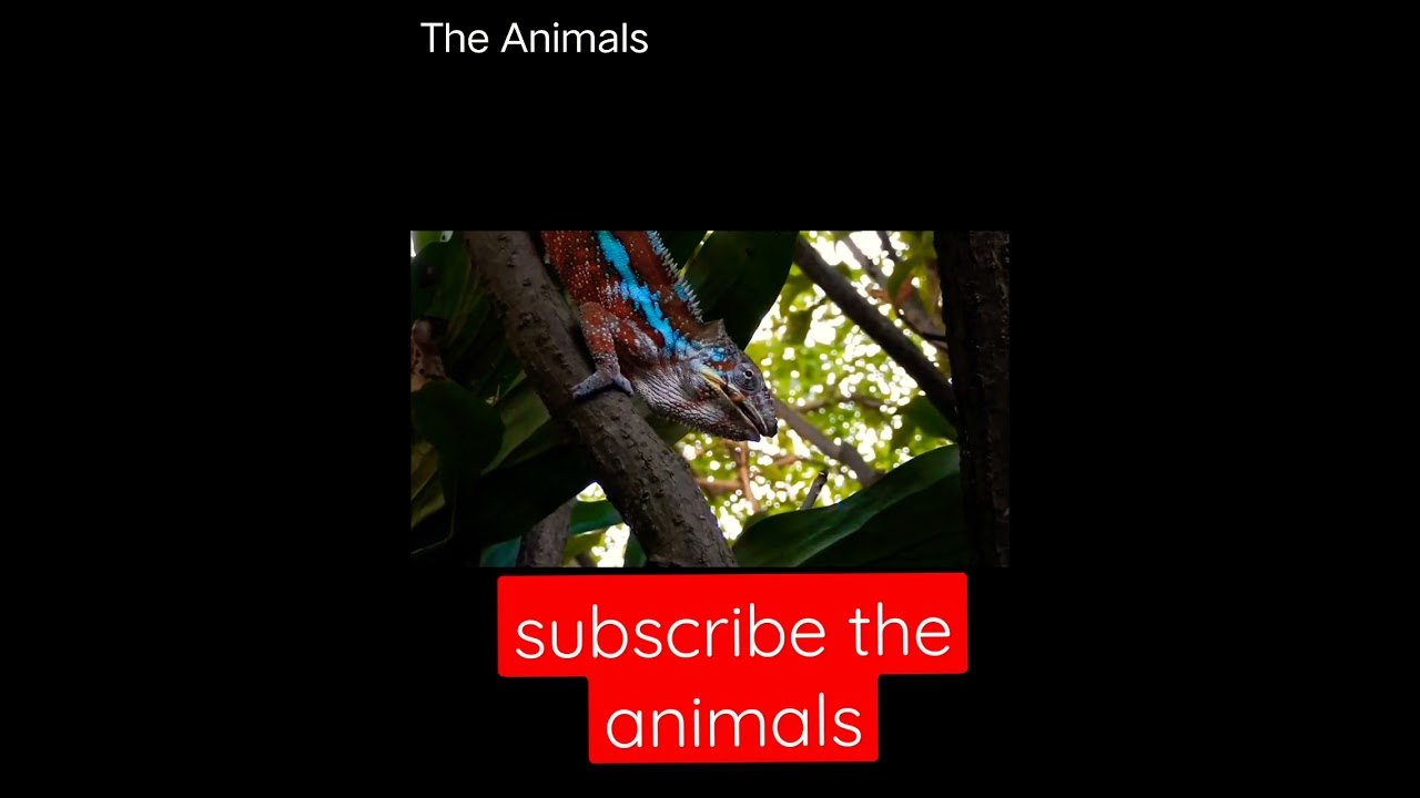 Chameleons// Chameleons change colurs distinctive// The Animals