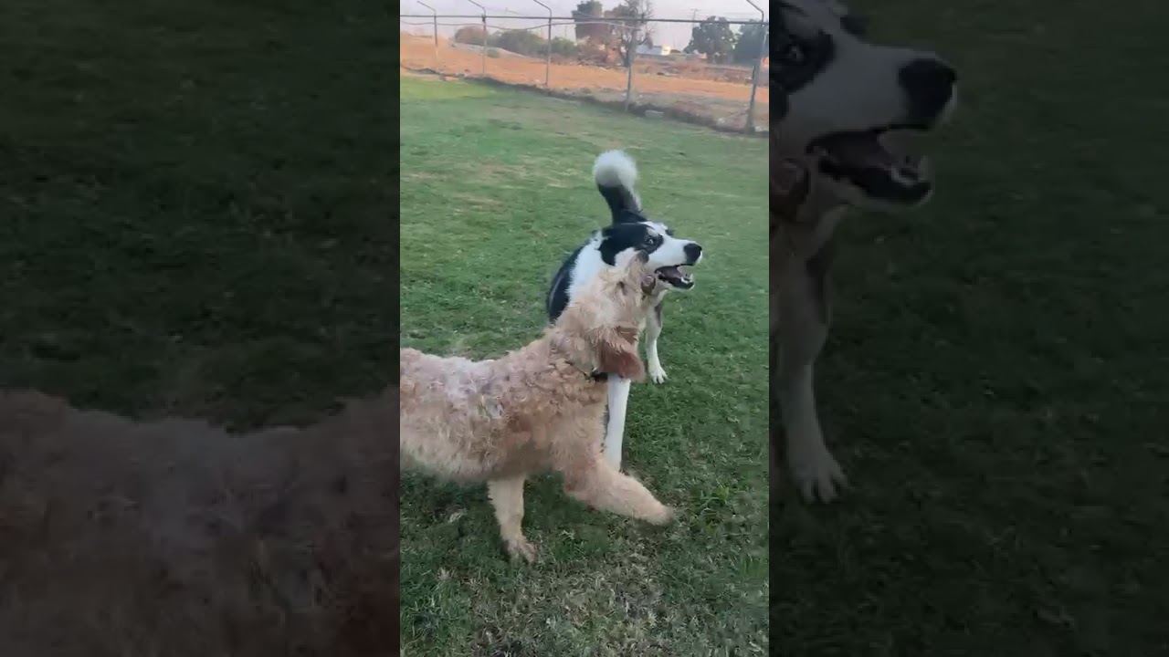 Donita,Gwen,Pippa,Rocet and Halo