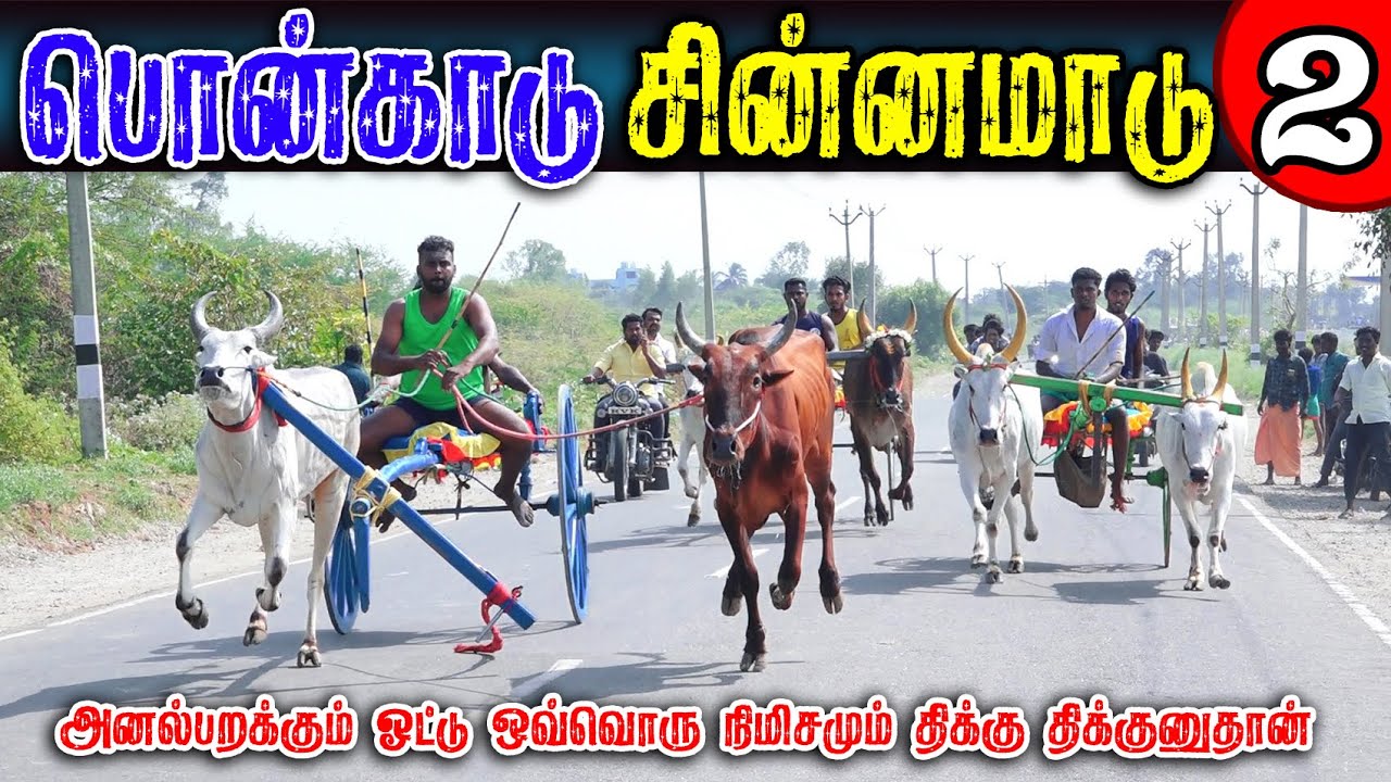 பொன்னாங்கண்ணிக்காடு சின்னமாடு-02 (07.02.2026) பந்தயம் #perai_raj_digital #reklarace2026