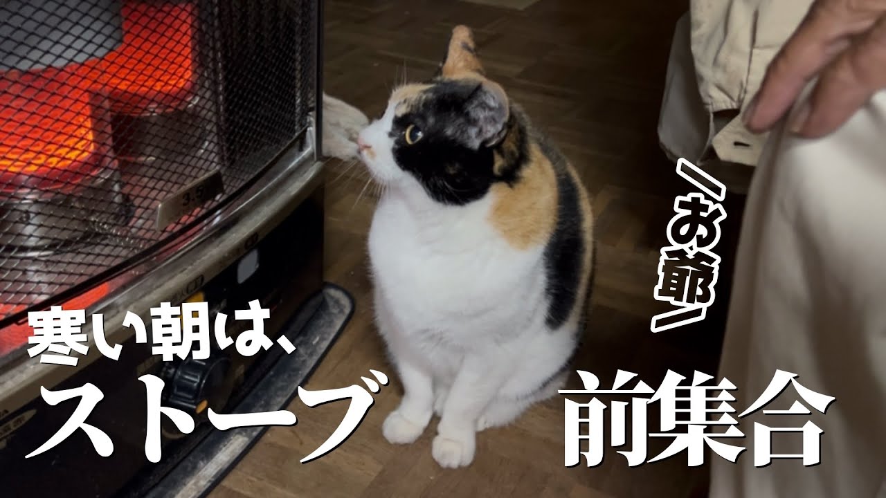冬は毎朝、爺みけストーブ前で丸まる！その後は中庭日向ぼっこで癒し空間☀️