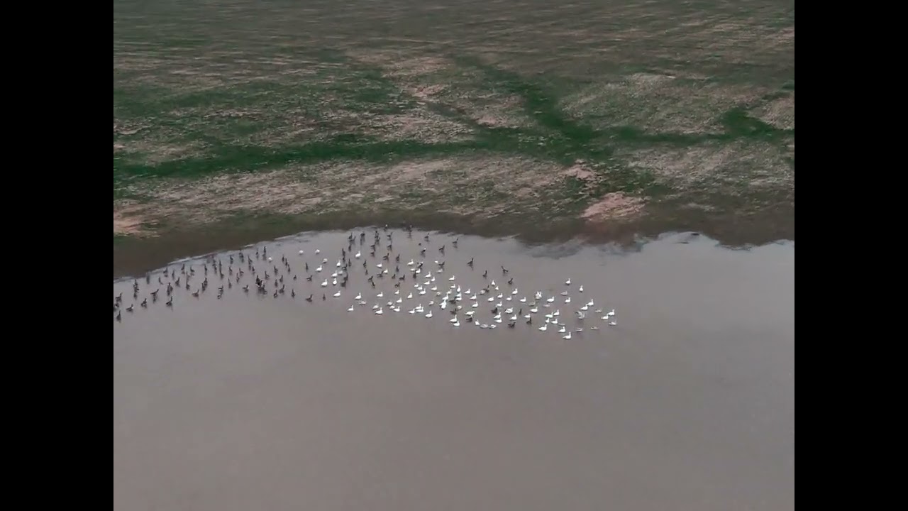 Revolutionizing Wildlife Monitoring with Drone Technology