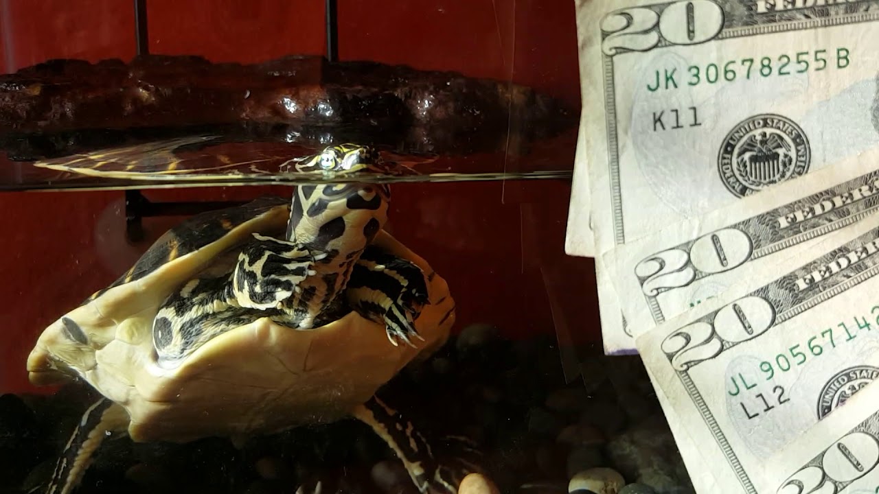 Turt Reynolds Shows his Money