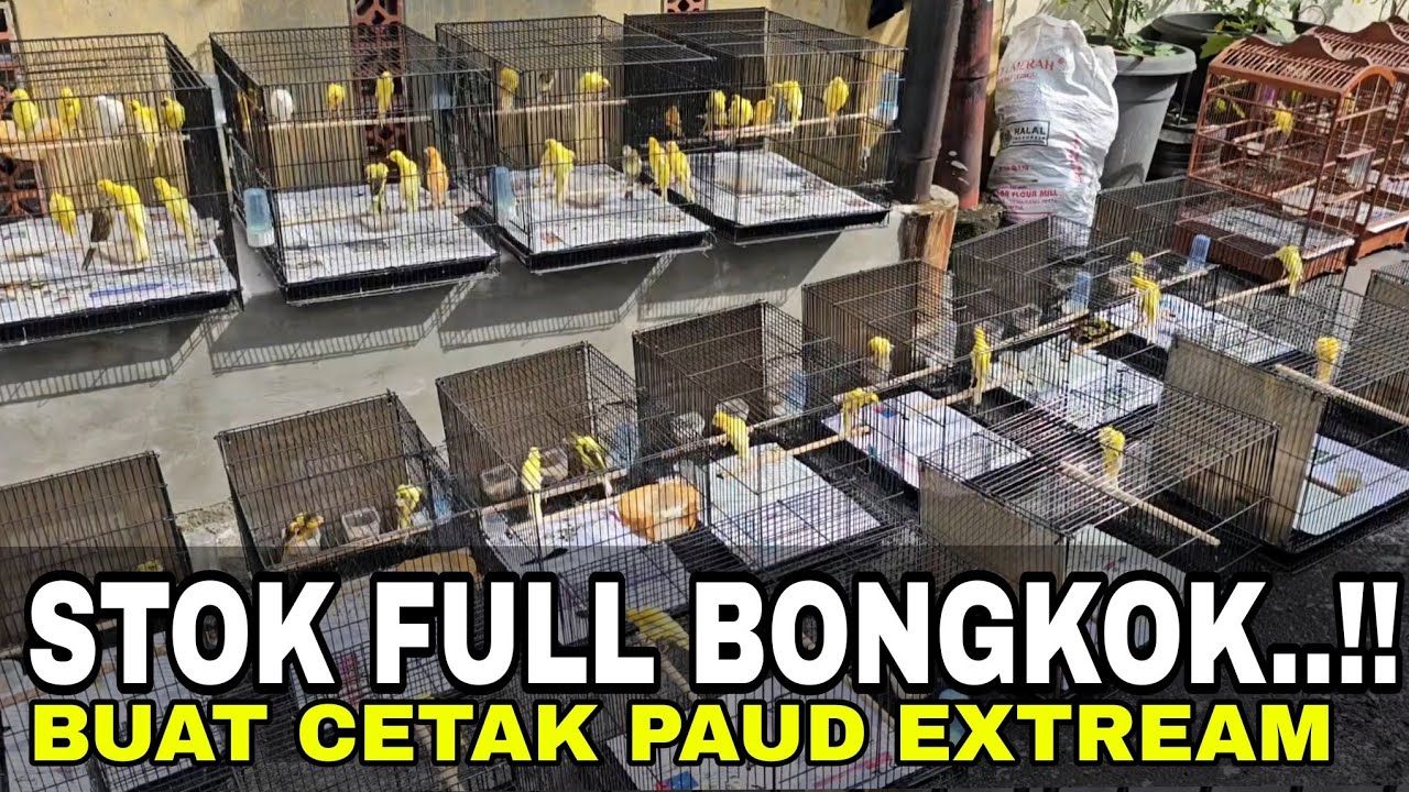JEMUR SAMBIL BELAJAR TERNAK GIBOSO.PILIHLAH SESUKA HATIMU KAWAN..