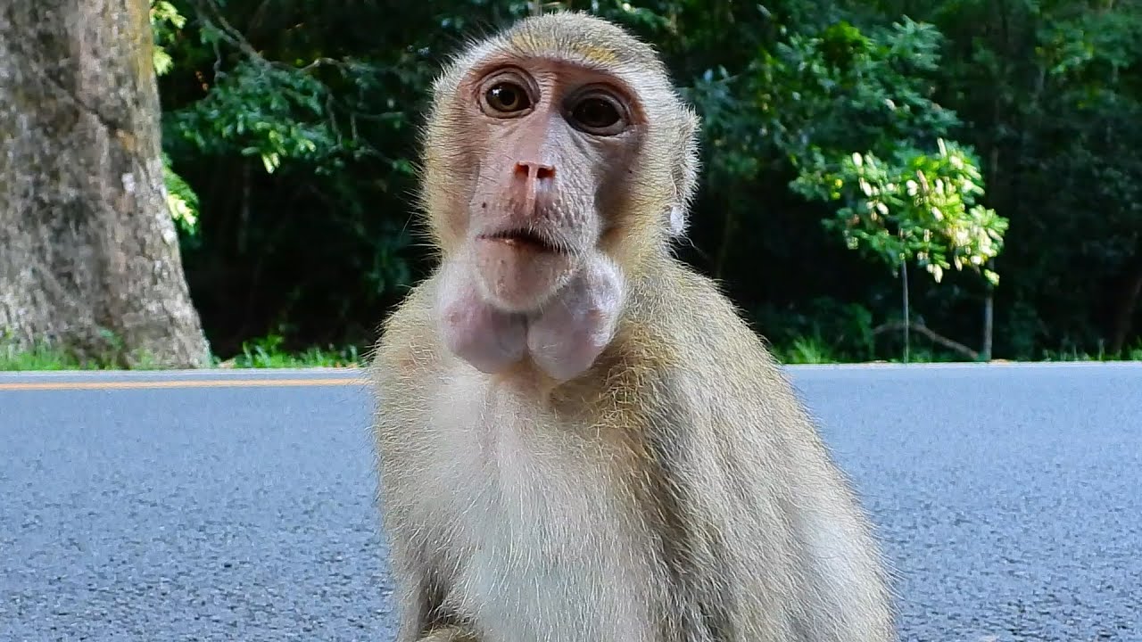 Taking Short time to say Hello To Cute Monkey Elpida