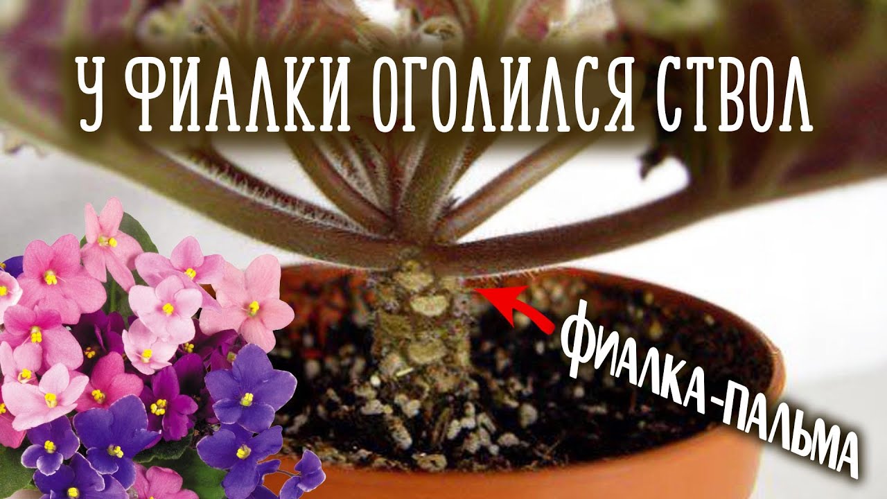 Что делать если у фиалки оголился ствол | Омоложение фиалки | Фиалка-пальма