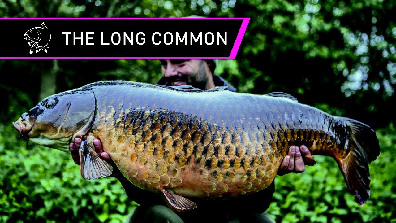 Carp Fishing - The Long Common Spitfire Pool