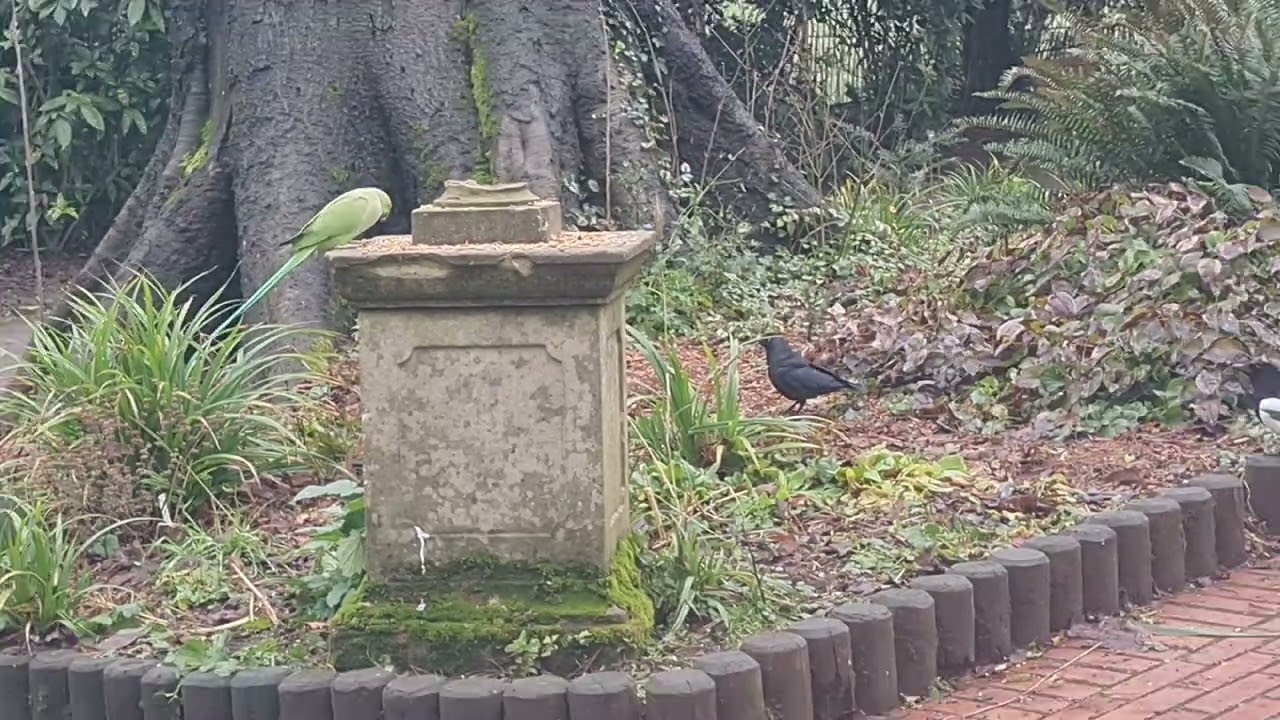Parakeets, Squirrels, Jackdaws, etc. Recorded 2 February 2026. nekrotikk.com