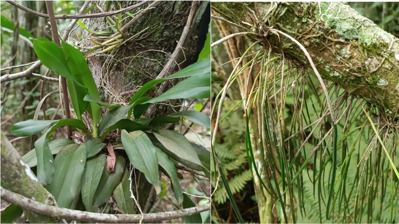 🌼Um paraíso de orquídeas em meio a natureza.Muitas Brassavolas e outras #orquídeas#natureza