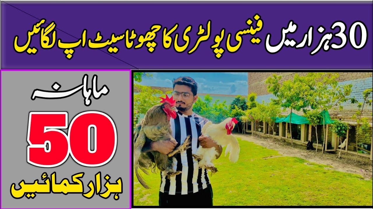 Start A Fancy Poultry Farming And Earn Handsome Amount