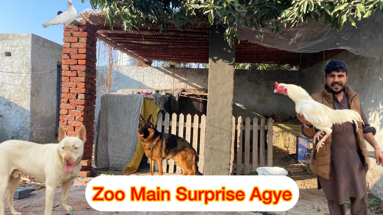 Zoo Main New Dog Agye 