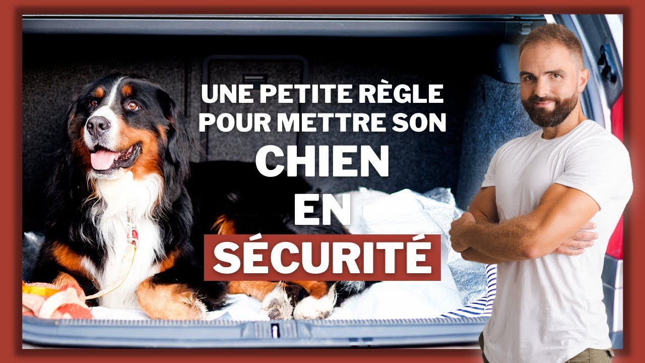 Règle de dressage de chien pour la sécurité avec votre chien en voiture