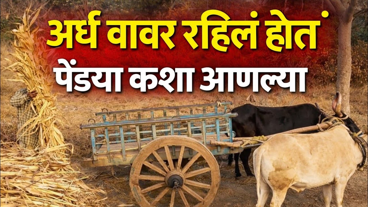 ज्वारीच्या पेंड्या बैलगाडीत आणल्या | अर्ध वावर