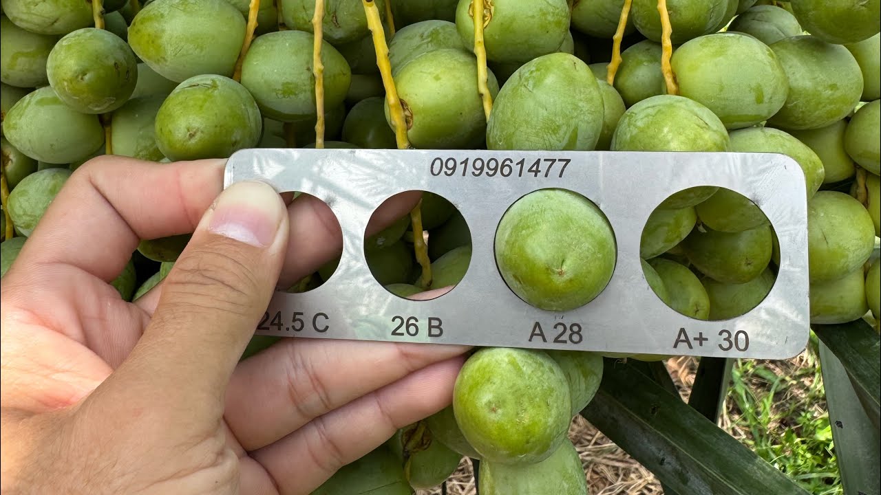 VƯỜN CH&Agrave; L&Agrave; ĂN TR&Aacute;I TẠI B&Igrave;NH THUẬN #ch&agrave;_l&agrave; #caychala #giống_ch&agrave;_l&agrave;