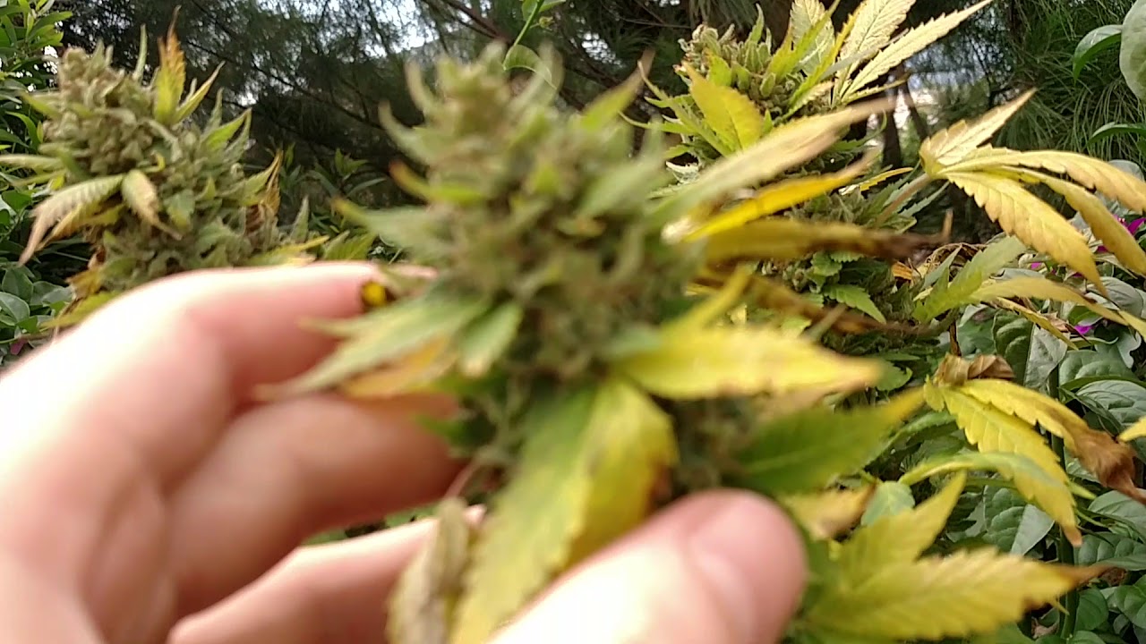 Guerilla Grow Harvest Day: Blimburn Sour Diesel