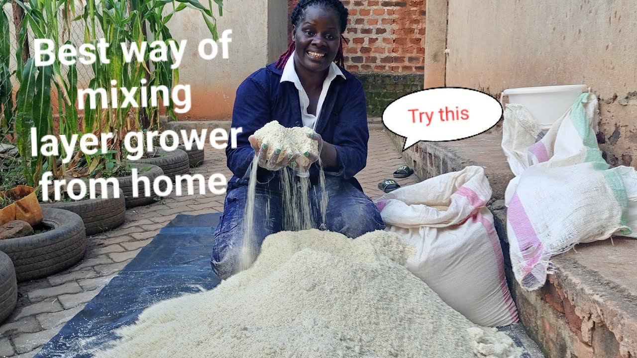 BEST AND EASIEST WAY of mixing your layer grower feeds from Home♥️