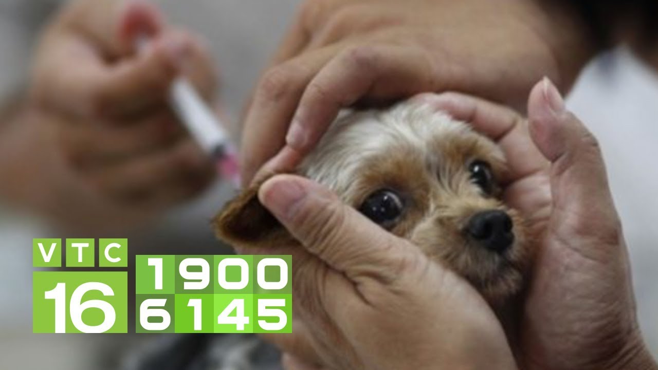 Những vắc xin cần tiêm phòng cho chó | VTC16