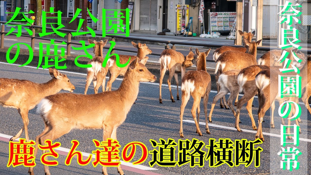 ビックリ！ 道路を占有する鹿さん達 【奈良公園 鹿】  神の使い道路を歩く