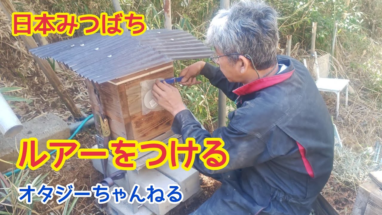 日本みつばち誘引作戦　待ち箱ルアーをつける　オタジーさんちの蜂たち