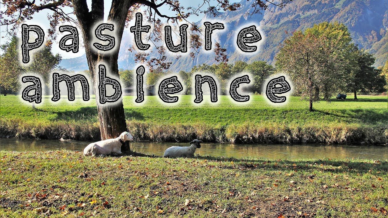 Pasture Ambience 🐑🌳  | ASMR | Meadow soundscape with nature, sheep & cow sounds for relaxing