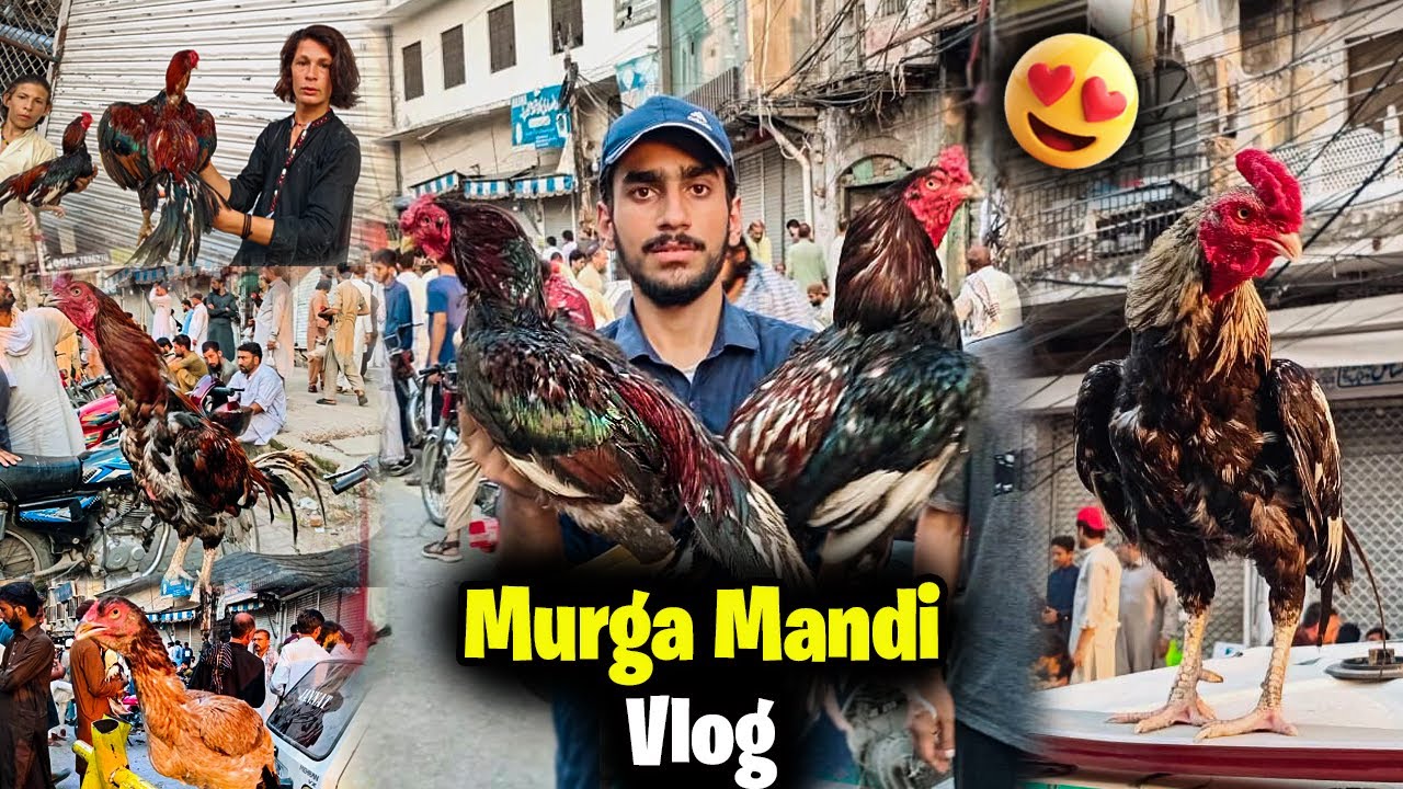 Biggest Aseel Murga Mandi In Rawalpindi 🥰 | Rawalpindi Aseel Murgay | Asian Pets Life