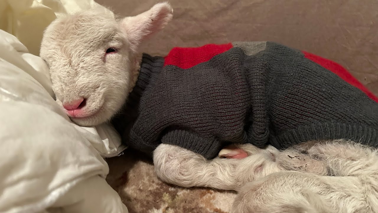 Episode 2 - Lamb Rescue Time of Year!