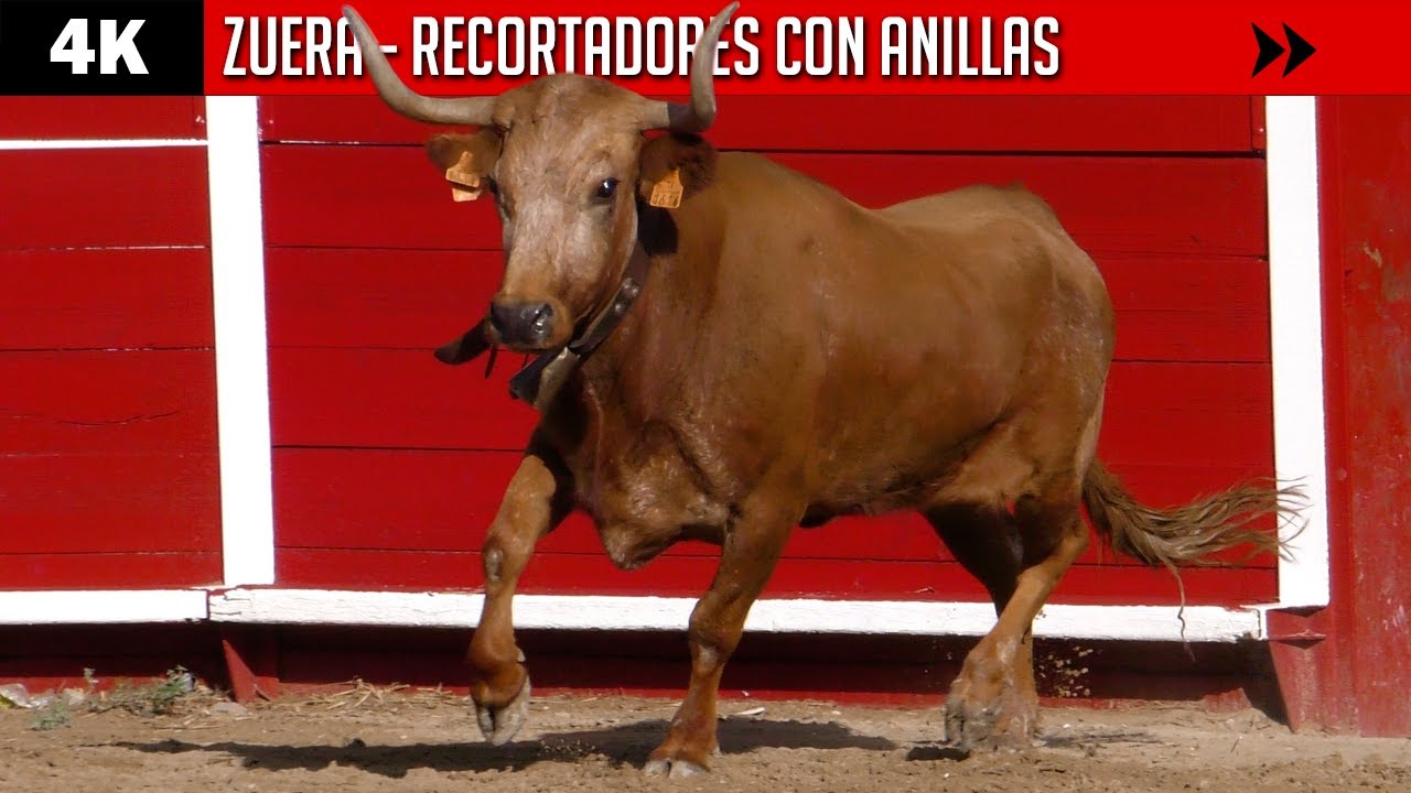 💍 ¿Podrías colocarle una ANILLA? ▪ ZUERA ▪ RECORTADORES ▶ Vacas de EULOGIO MATEO y HERMANOS OZCOZ