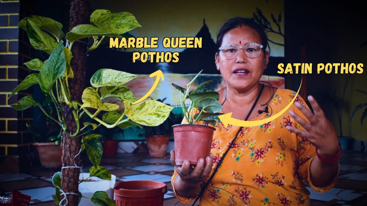 How to Propagate Pothos Fully Explained in Nepali  and Pothos Money Plant Indoor Care in Nepali