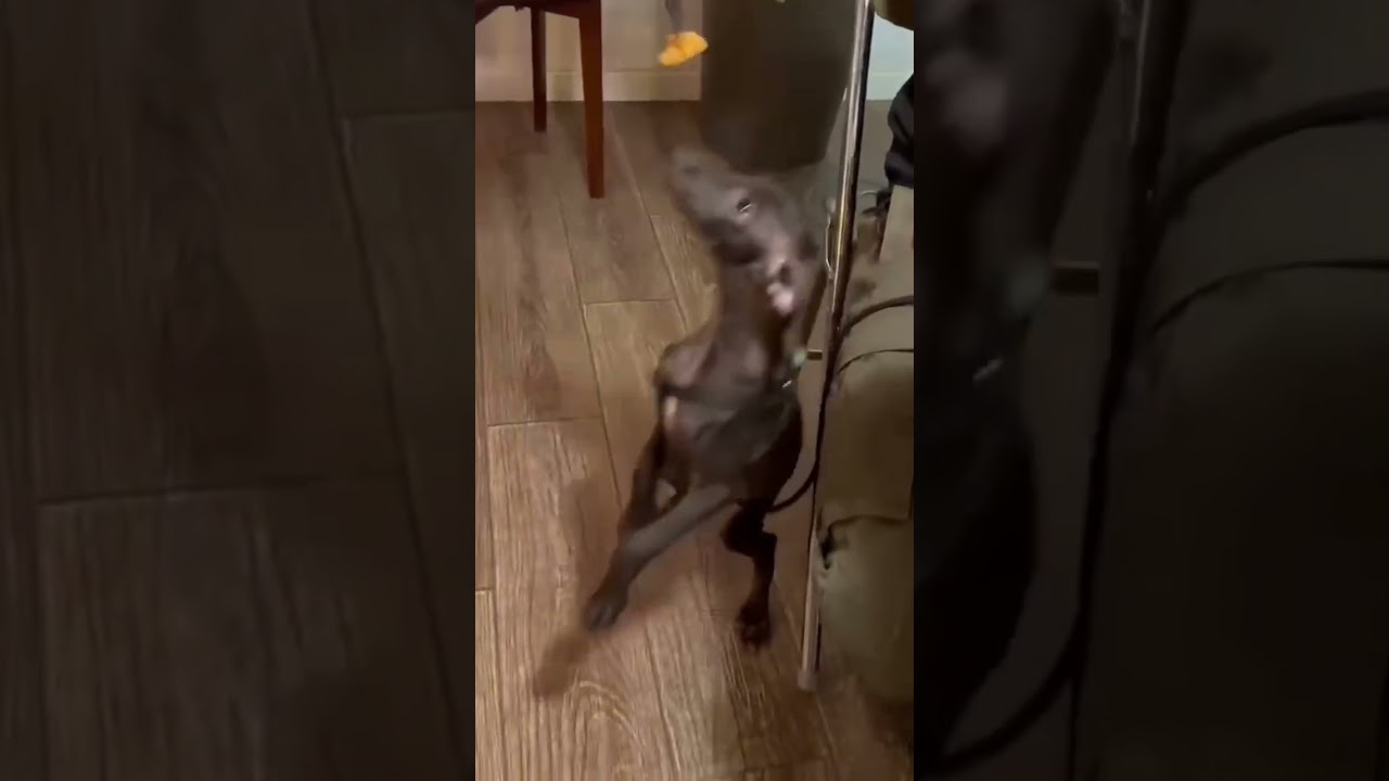 So cute 🥰 iggy #dog #greyhound #italiangreyhound #cutedog #pet #dogclothes #iggy #petlover #petshop