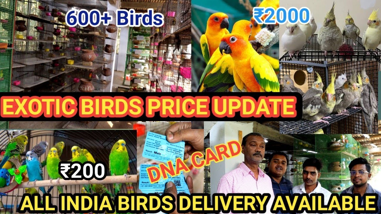 ALL TYPE EXOTIC BIRDS PRICE UPDATE | CHEAPEST PRICE |WHOLESALE & RETAIL | CONURE MACCAW COCKATOO