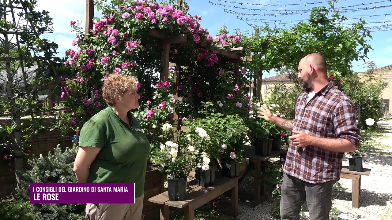 I consigli del Giardino di Santa Maria - LE ROSE